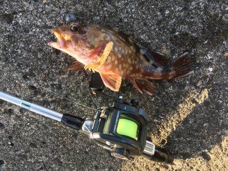 撒き餌しながら穴釣り